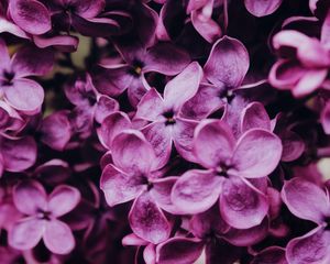 Preview wallpaper lilac, flowers, bloom, macro