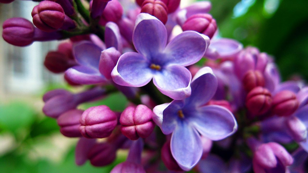Wallpaper lilac, flowers, bloom, bright