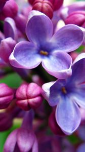 Preview wallpaper lilac, flowers, bloom, bright