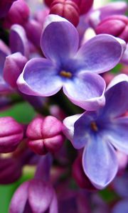 Preview wallpaper lilac, flowers, bloom, bright