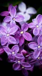 Preview wallpaper lilac, flowers, blur, petals, purple