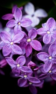 Preview wallpaper lilac, flowers, blur, petals, purple