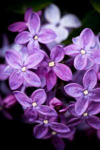 Preview wallpaper lilac, flowers, blur, petals, purple