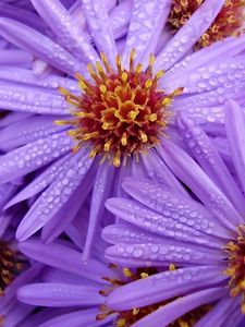 Preview wallpaper lilac, flowers, bouquet, bright, drops