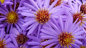 Preview wallpaper lilac, flowers, bouquet, bright, drops