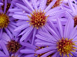 Preview wallpaper lilac, flowers, bouquet, bright, drops