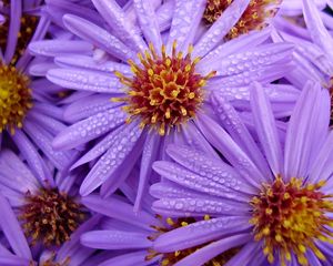 Preview wallpaper lilac, flowers, bouquet, bright, drops