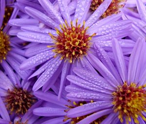 Preview wallpaper lilac, flowers, bouquet, bright, drops