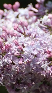 Preview wallpaper lilac, flowers, branch