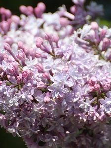 Preview wallpaper lilac, flowers, branch