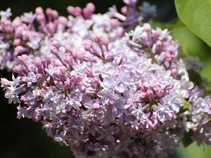 Preview wallpaper lilac, flowers, branch