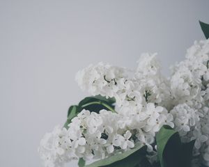 Preview wallpaper lilac, flowers, branch