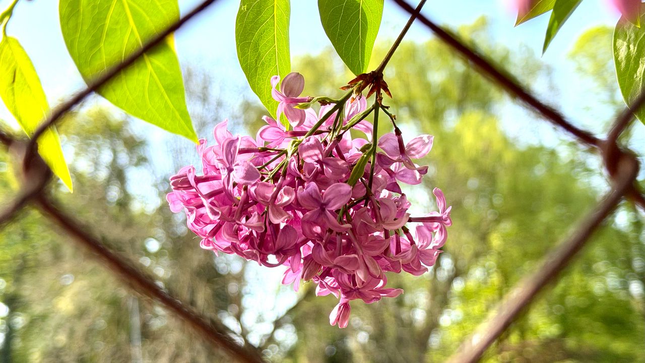 Wallpaper lilac, flowers, branch, leaves, pink, macro