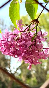 Preview wallpaper lilac, flowers, branch, leaves, pink, macro