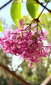 Preview wallpaper lilac, flowers, branch, leaves, pink, macro