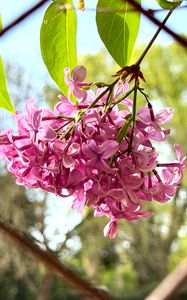 Preview wallpaper lilac, flowers, branch, leaves, pink, macro