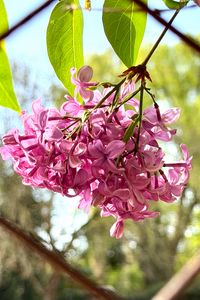 Preview wallpaper lilac, flowers, branch, leaves, pink, macro