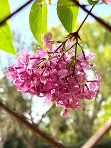 Preview wallpaper lilac, flowers, branch, leaves, pink, macro