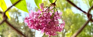 Preview wallpaper lilac, flowers, branch, leaves, pink, macro