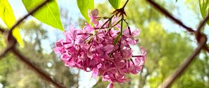 Preview wallpaper lilac, flowers, branch, leaves, pink, macro