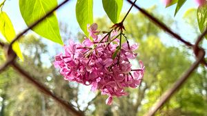 Preview wallpaper lilac, flowers, branch, leaves, pink, macro