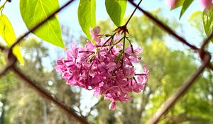 Preview wallpaper lilac, flowers, branch, leaves, pink, macro