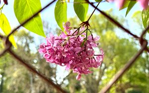 Preview wallpaper lilac, flowers, branch, leaves, pink, macro