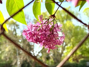 Preview wallpaper lilac, flowers, branch, leaves, pink, macro