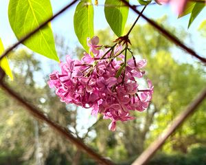 Preview wallpaper lilac, flowers, branch, leaves, pink, macro