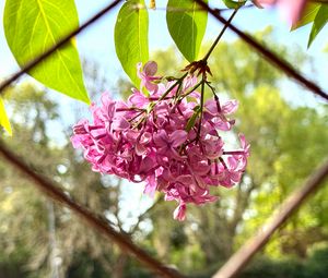 Preview wallpaper lilac, flowers, branch, leaves, pink, macro