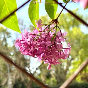 Preview wallpaper lilac, flowers, branch, leaves, pink, macro