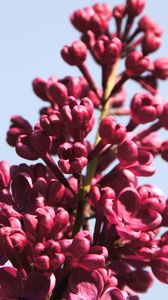 Preview wallpaper lilac, flowers, branch, buds, macro, pink