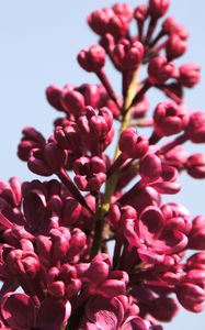 Preview wallpaper lilac, flowers, branch, buds, macro, pink
