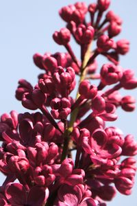 Preview wallpaper lilac, flowers, branch, buds, macro, pink