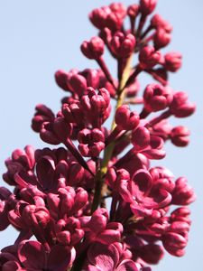 Preview wallpaper lilac, flowers, branch, buds, macro, pink