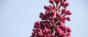 Preview wallpaper lilac, flowers, branch, buds, macro, pink
