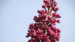 Preview wallpaper lilac, flowers, branch, buds, macro, pink
