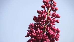 Preview wallpaper lilac, flowers, branch, buds, macro, pink