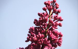 Preview wallpaper lilac, flowers, branch, buds, macro, pink
