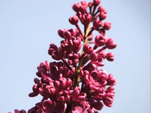 Preview wallpaper lilac, flowers, branch, buds, macro, pink