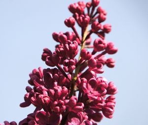 Preview wallpaper lilac, flowers, branch, buds, macro, pink