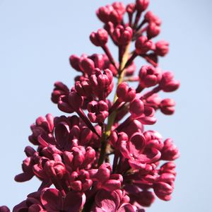 Preview wallpaper lilac, flowers, branch, buds, macro, pink