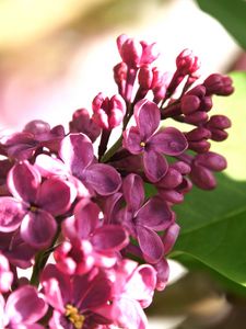 Preview wallpaper lilac, flowers, branch, macro, inflorescence, buds, spring, nature