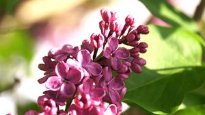 Preview wallpaper lilac, flowers, branch, macro, inflorescence, buds, spring, nature
