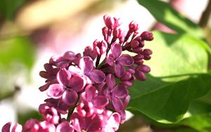 Preview wallpaper lilac, flowers, branch, macro, inflorescence, buds, spring, nature