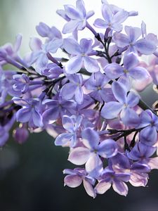 Preview wallpaper lilac, flowers, branch, macro