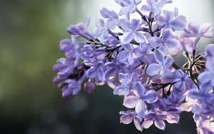 Preview wallpaper lilac, flowers, branch, macro
