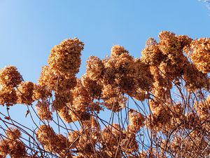 Preview wallpaper lilac, flowers, branches, brown, dry