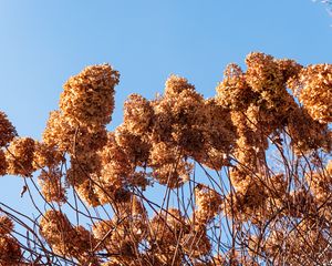 Preview wallpaper lilac, flowers, branches, brown, dry