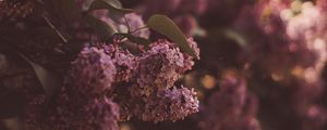 Preview wallpaper lilac, flowers, bush, flowering, spring